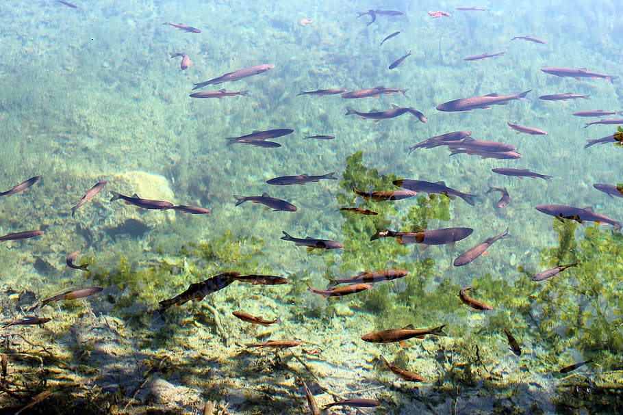 Fish, Water, Clear, Swarm, Nature, fish swarm, river, lake, clear water, green