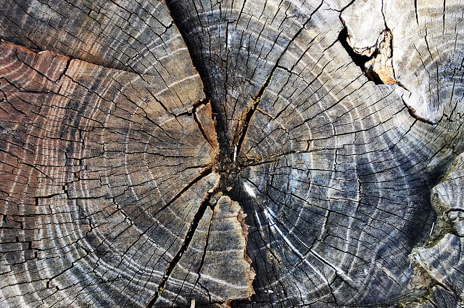 growth-ring, old, log, rotten, stump, forest, nature, wood, timber, background