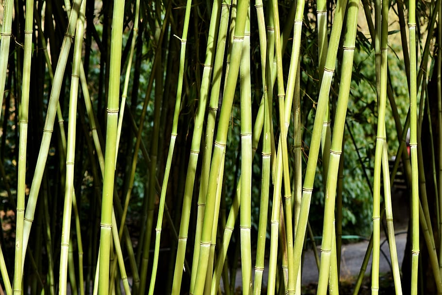 palos de bambú, bambú, bosque de bambú, bambú gigante, plantas de bambú, hojas de bambú, fondo, textura, estructura, Planta