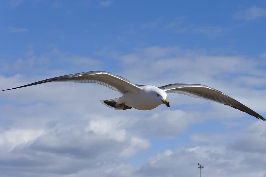 Animal, Cloud, Sea Gull, Seagull, sky, seabird, wild animal, natural, flight, one animal