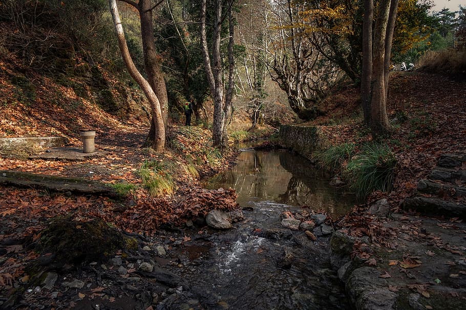 stream, water, trees, fallen, leaves, daytime, nature, peace, landscape, tree