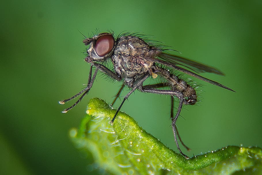 fly, macro, public record, insect, nature, close, animal, compound eyes, insect macro, housefly