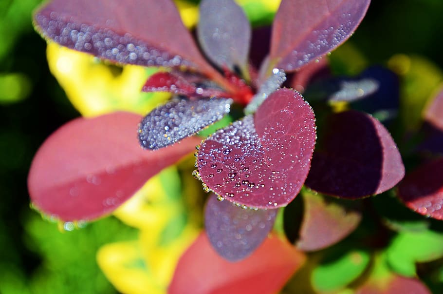 barberry, dew, drop, pearl, glow, in the morning, burgundy, color, nature, water