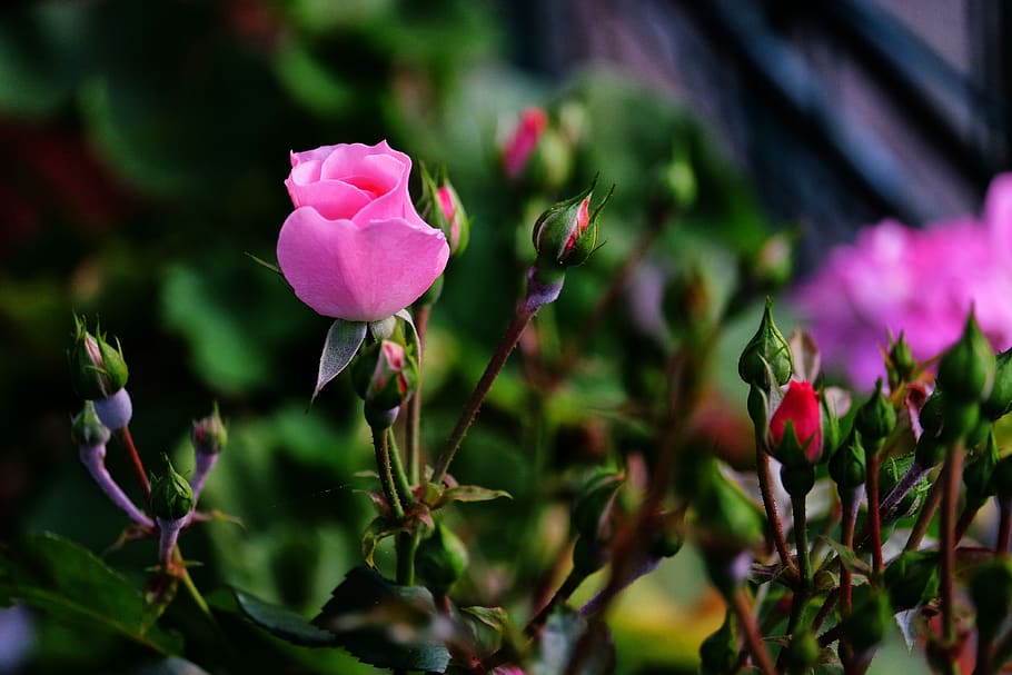 rosa, flower, nature, spring, rose, romance, plant, beauty, summer, water