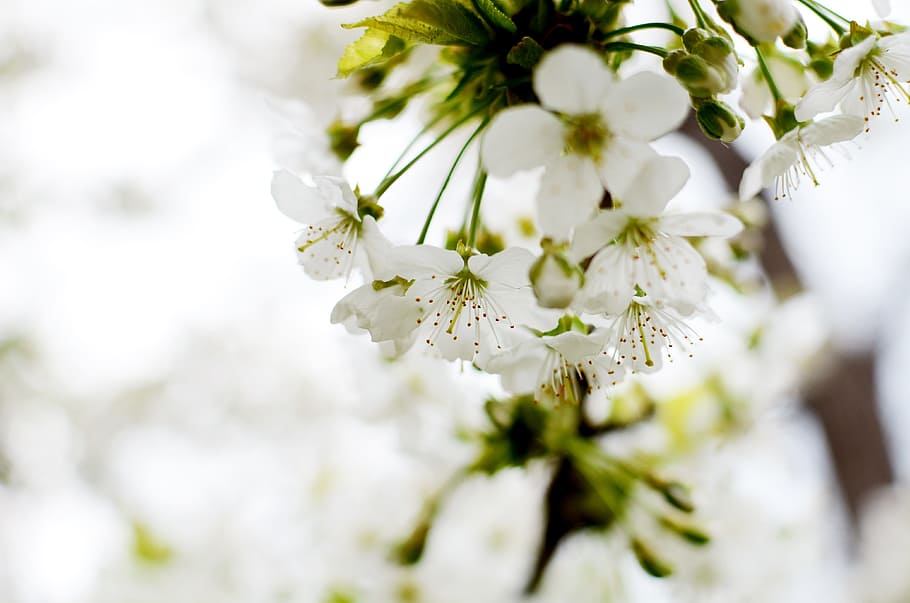 spring, nature, signs of spring, white flower, flowering, the messenger of spring, flowers, garden, plant, flower