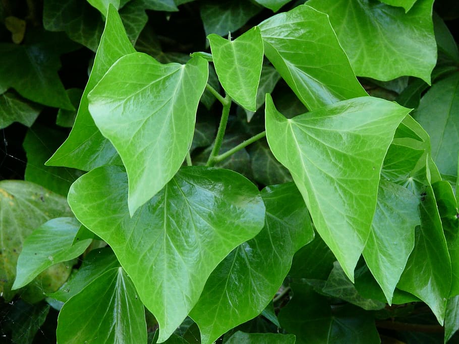 ivy leaves, ivy, leaves, green, ivy growth, fouling, common ivy, hedera helix, climber, hedera
