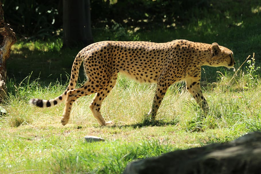 cheetah, big cat, in motion, speed, zoo, cologne, animal, animal wildlife, animal themes, mammal