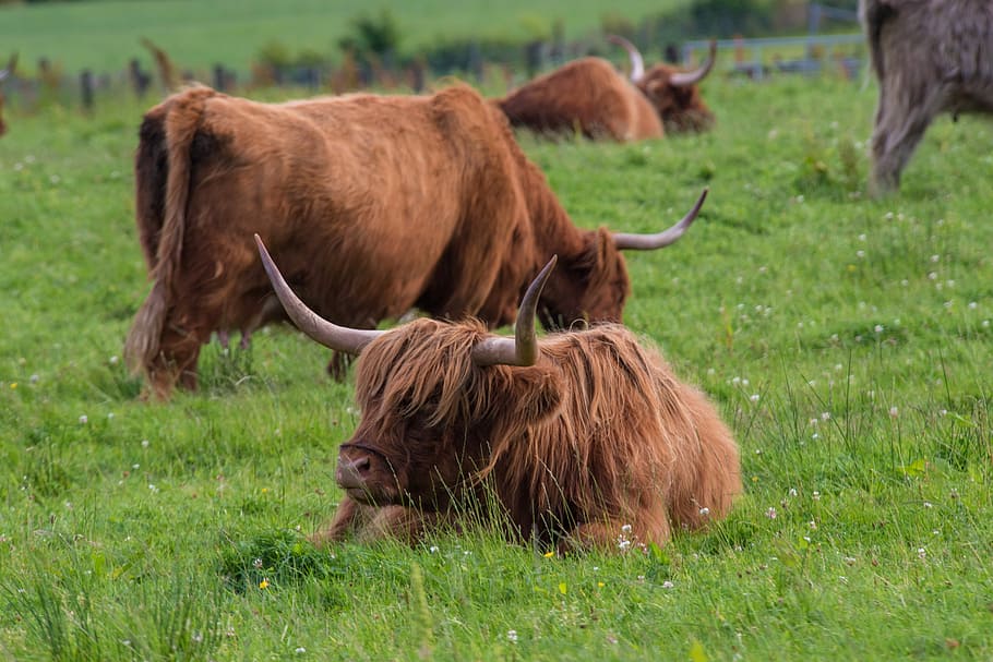 Highland, Rinder, Carne de res, Vaca, Escocia, Highland-rinder, tierras altas, paisaje, hof, campos