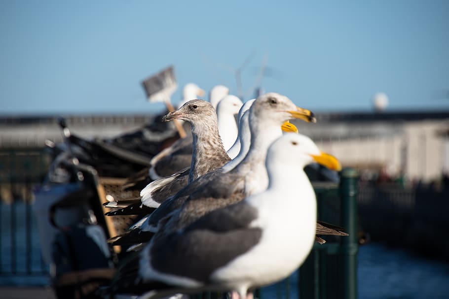 bird, birds, seagull, male, female, opinion, unique, different, counter, opposite