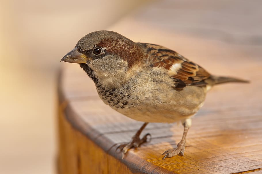 sparrow, sperling, bird, plumage, animal, nature, feather, animal world, bill, close up
