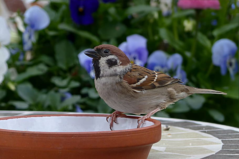 brown, gray, feathered, bird, top, plant pot, sparrow, sperling, passer domesticus, foraging