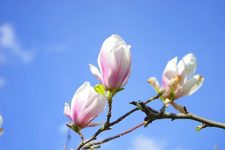 white-and-pink petaled flowers, tulip magnolia, flowers, blütenmeer, magnolia × soulangeana, magnolia, magnoliengewaechs, magnoliaceae, yulan magnolia, magnolia denudata