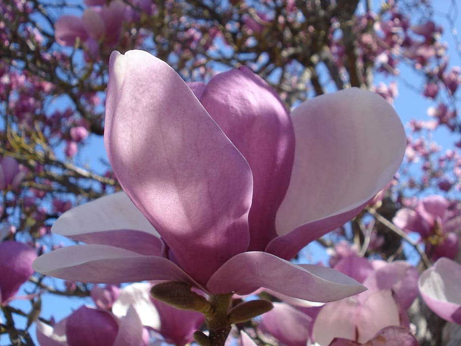 Flor, Magnolias, Primavera, Rosa, floración, naturaleza, color rosa, planta, púrpura, magnolia
