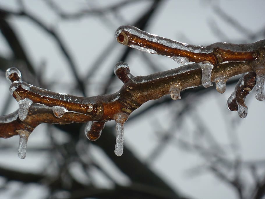 ice, zing, frozen, twig, branch, winter, cold temperature, snow, focus on foreground, close-up