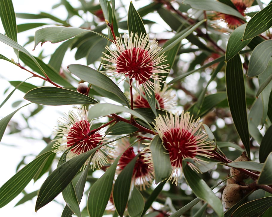 pin-cushion hakea, emu bush, flowers, spherical, nuts, kodjet, kojet, nature, winter, australia