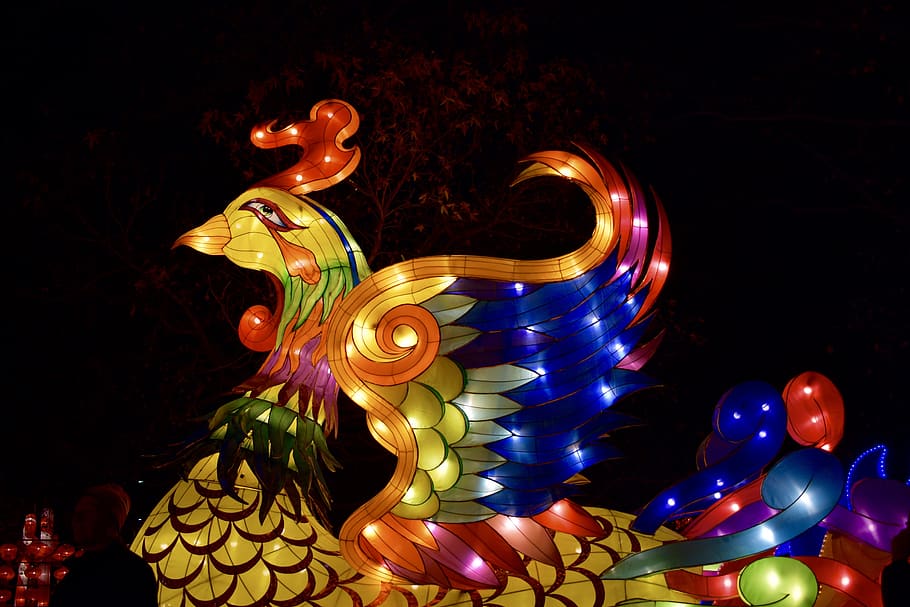 fénix, ave, pájaro de fuego, brillante, animal, noche, linternas, chino, espectáculo, lámpara