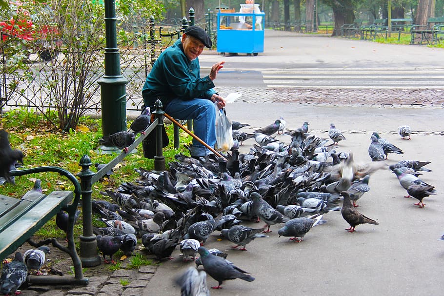 homem, sentado, bandos, pomba, velho, amigável, sorridente, alimentação, pombos, Cracóvia