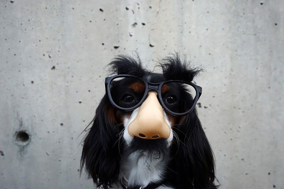 vistiendo, gracioso, máscara, gafas, perro, foto, mascota, dominio público, animal, mascotas