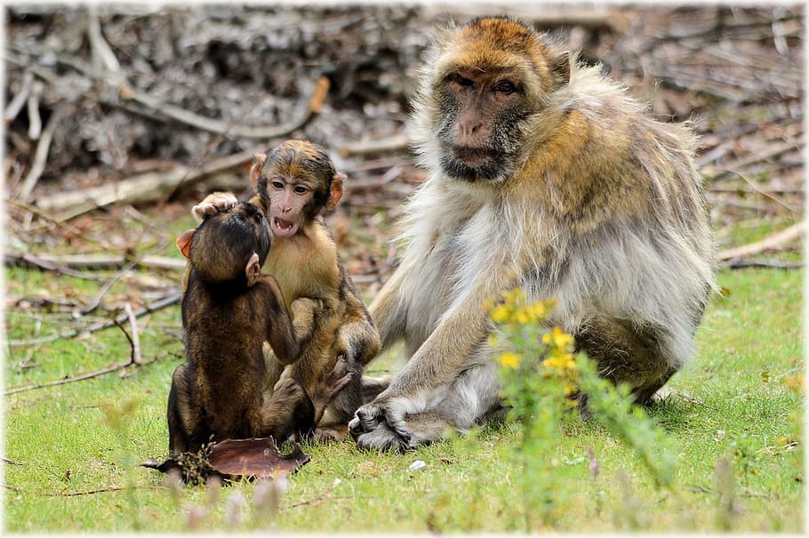 Macaco Barbary, Macaque, Macaco, Macaco bebê, animal, espécies, mamífero, jardim zoológico, zoologia, reserva