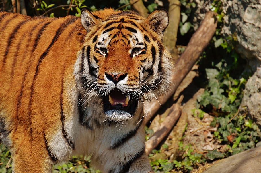 Tiger, Predator, Fur, Beautiful, dangerous, cat, wildlife photography, animal world, tierpark hellabrunn, munich