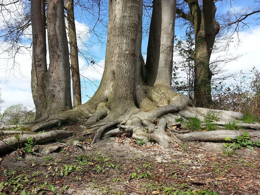 trees during daytime, tree, root, forest, nature, strains, trees, beech, trunk, tree trunk