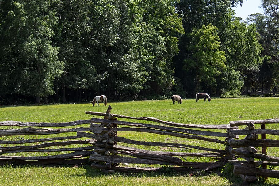 Pasture, Pony, Fence, Lattice, Horse, animal, farm, nature, field, grass