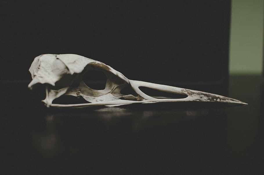 selectivo, fotografía de enfoque, cráneo de pájaro, hueso, muerto, remanente, blanco, cráneo animal, hueso animal, esqueleto humano