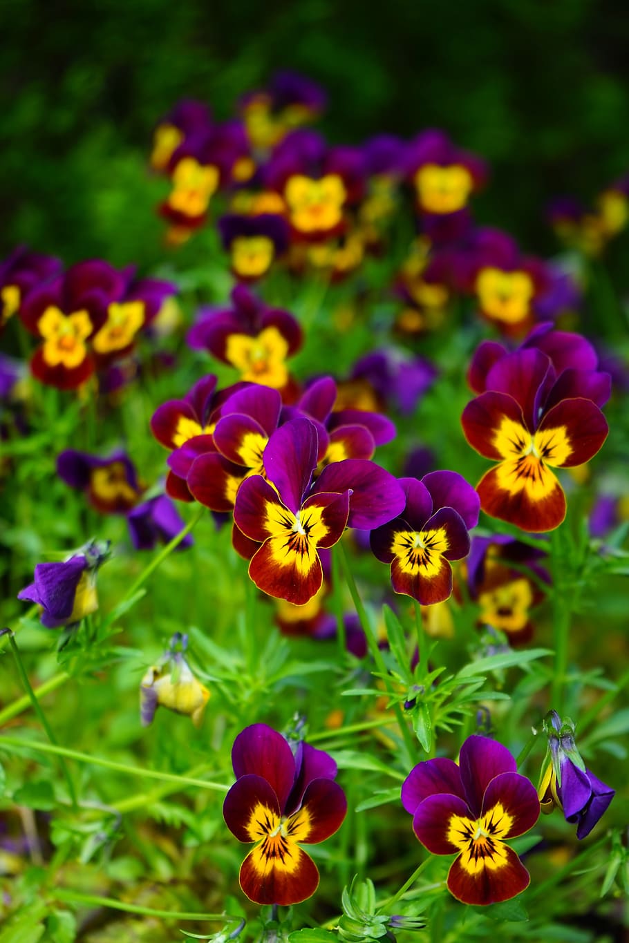 Pansy, Flower, Blossom, Bloom, Yellow, violet, viola, violaceae, colorful, color