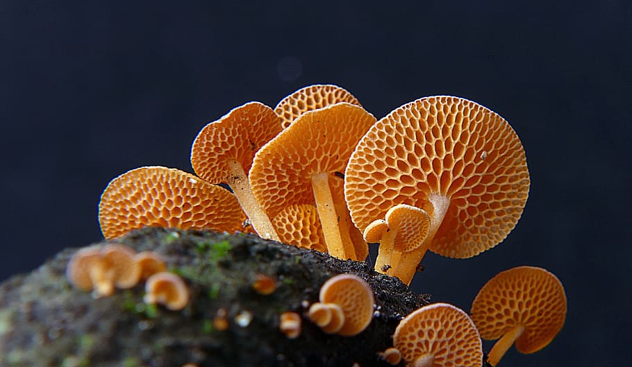 Favolaschia, calocera, Orange, fungus, orange mushrooms, orange color, food, close-up, nature, mushroom