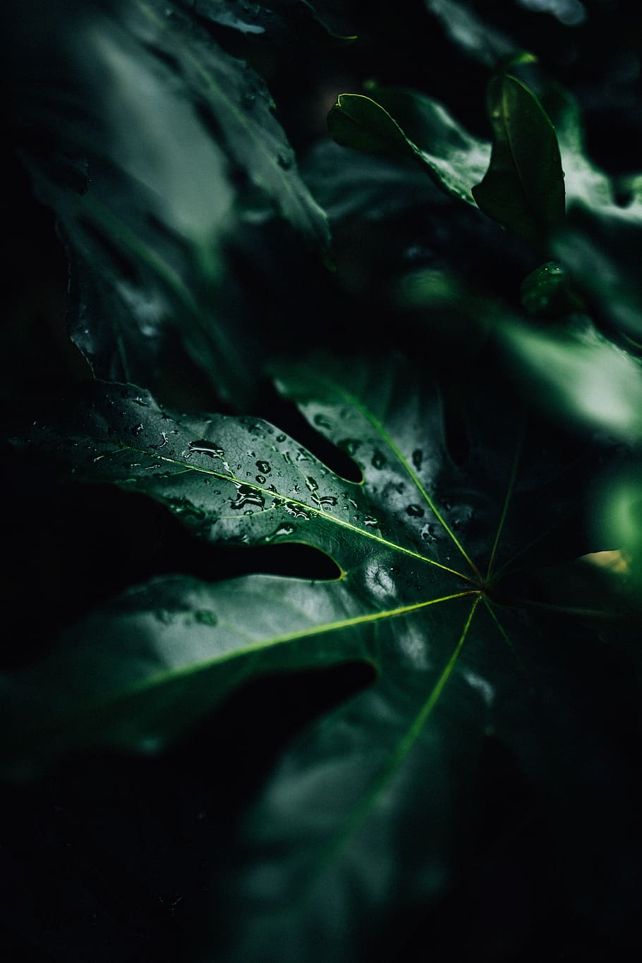 dark, green, leaf, plant, nature, blur, outdoor, plant part, close-up, selective focus