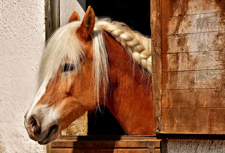 brown, horse, wooden, window, horse stable, animal, ride, nature, one animal, domestic animals