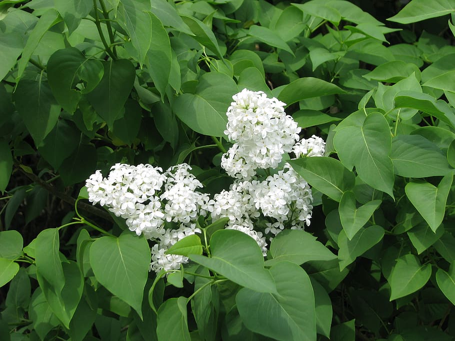 common lilac, white lilac, syringa vulgaris, ornamental shrub, moneymore, ontario, canada, leaf, plant part, plant