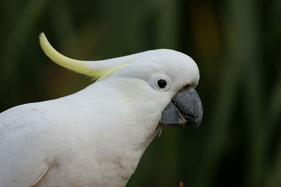selective, focus photo, sulphur-crested cockatoo, cockatoo, sulphur crested cockatoo, australia, bird, parrot, colorful, australian