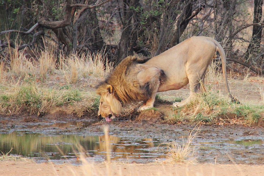 león agua potable, león, sediento, agua, río, salida del sol, emocionante, aventura, safaris, escénico