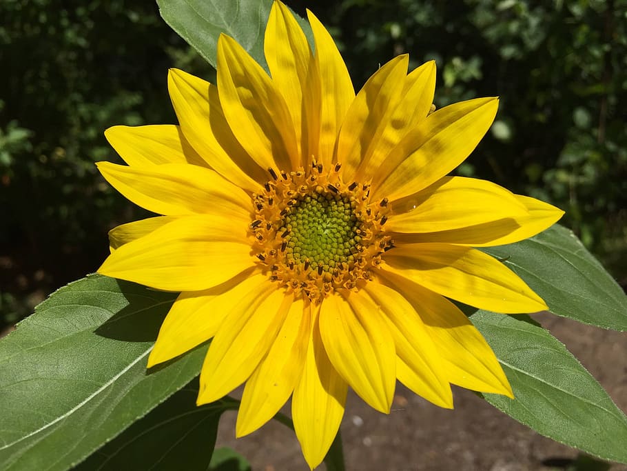 sunflower, flower, yellow, green, petals, leaves, foliage, center, pattern, summer