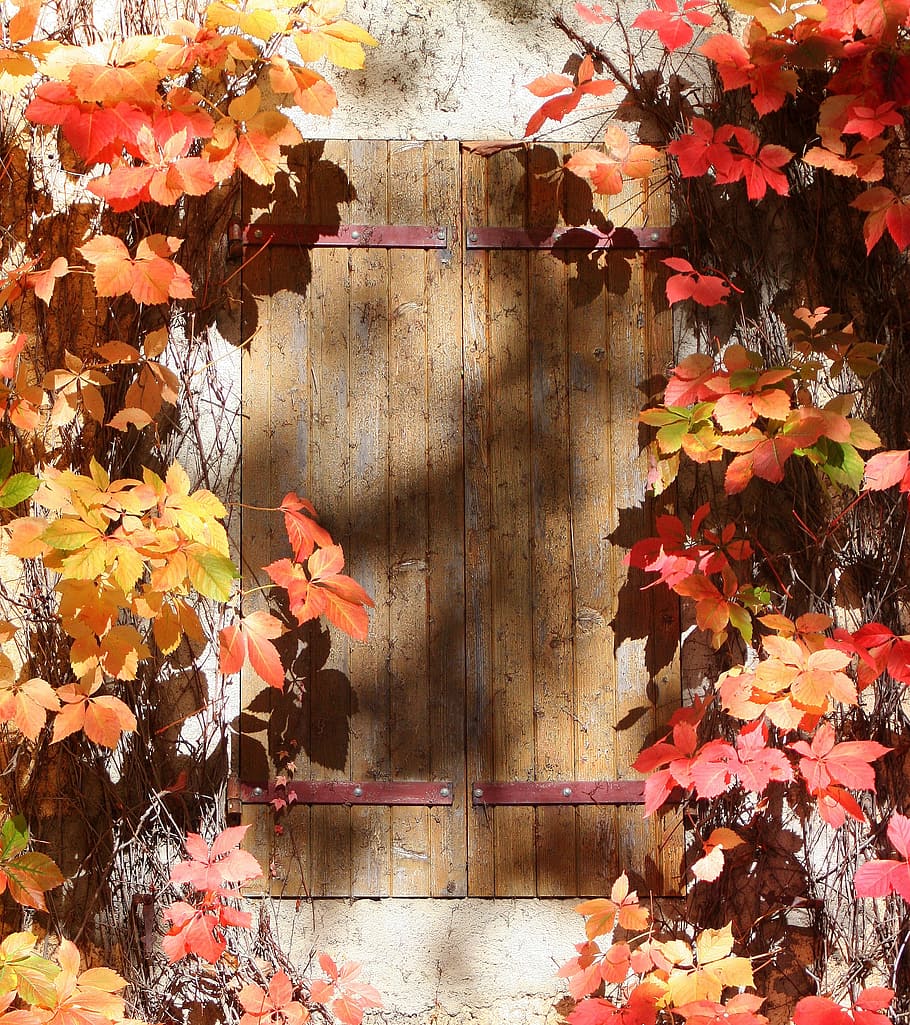 rectangular, brown, wooden, board, window, shutter, autumn leaves, home, house, architecture