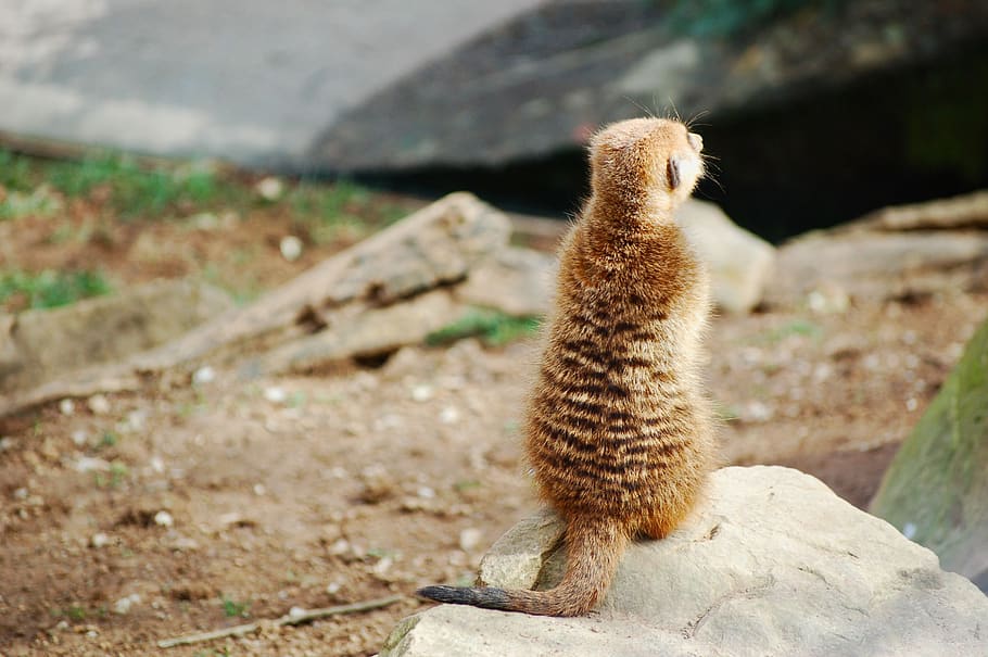 meerkat, back, turn back, reverse, silence, animal, nature, zoo, wildlife, cold shoulder