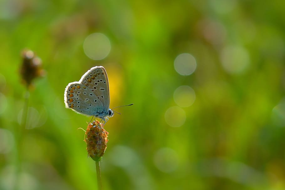 butterfly, common blue, meadow, nature, close up, animal wildlife, invertebrate, animals in the wild, focus on foreground, animal themes