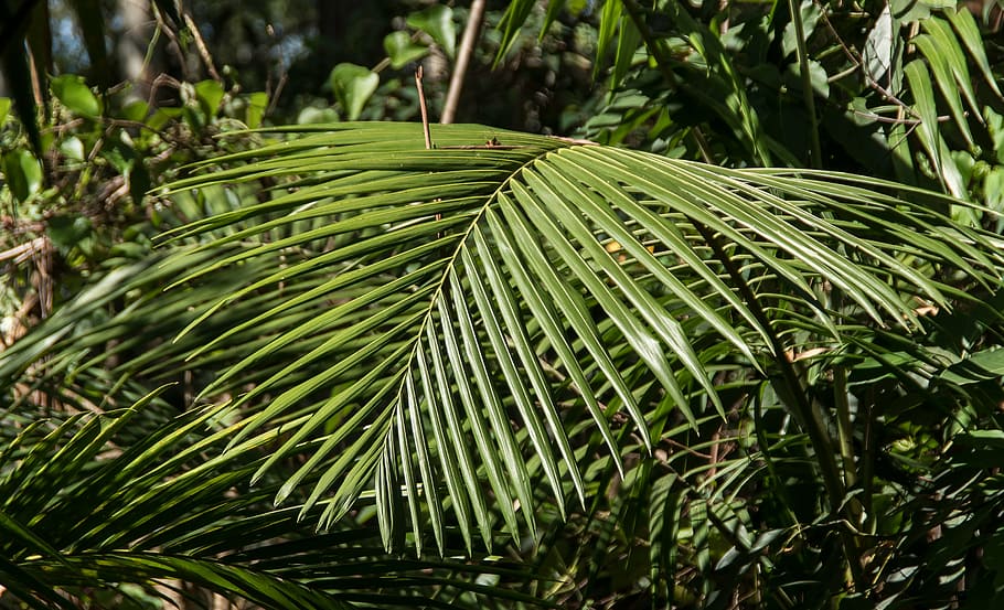 palma, palmeira, frond, floresta tropical, floresta, austrália, queensland, verde, nativo, subtropical