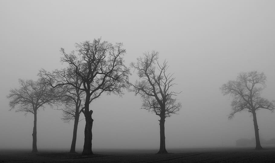 withered, trees, fogs, kahl, winter, haze, monochrome, karg, crown, aesthetic
