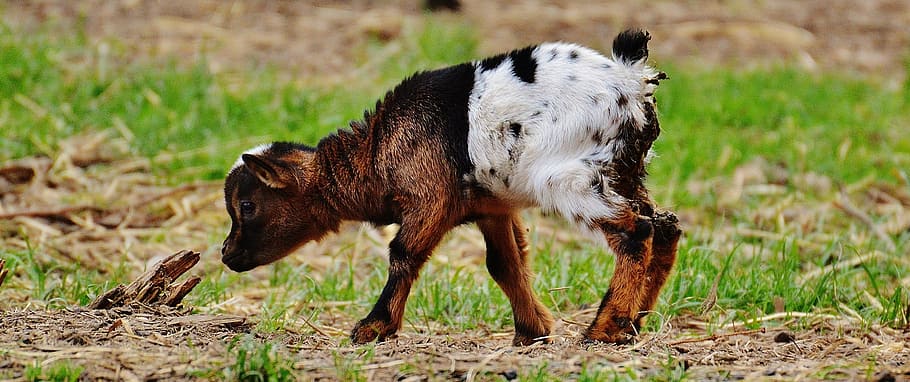 brown, white, kid goat, grass, goat, wildpark poing, young animals, playful, romp, cute
