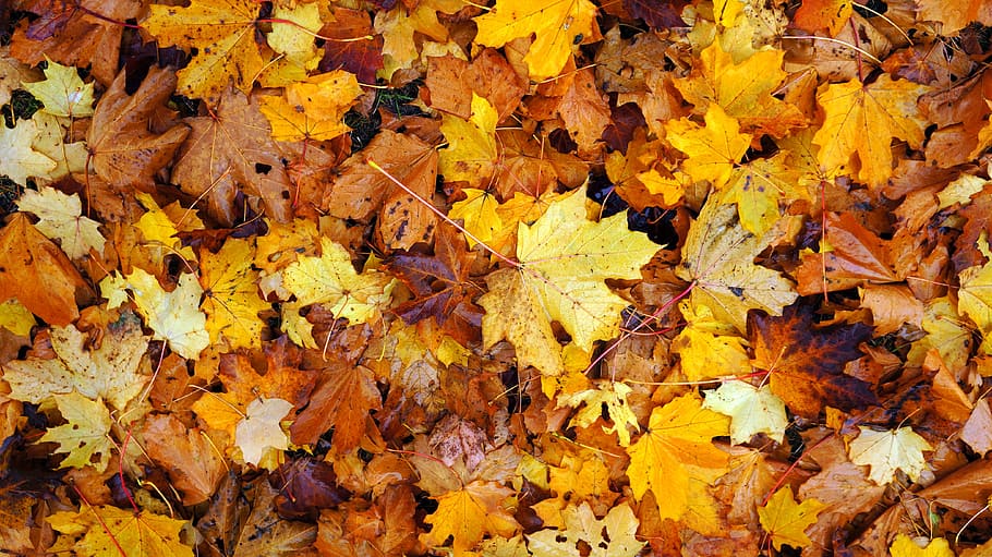 orange maple leaf, Leaves, november, autumn, october, red, season, yellow, orange, fallen