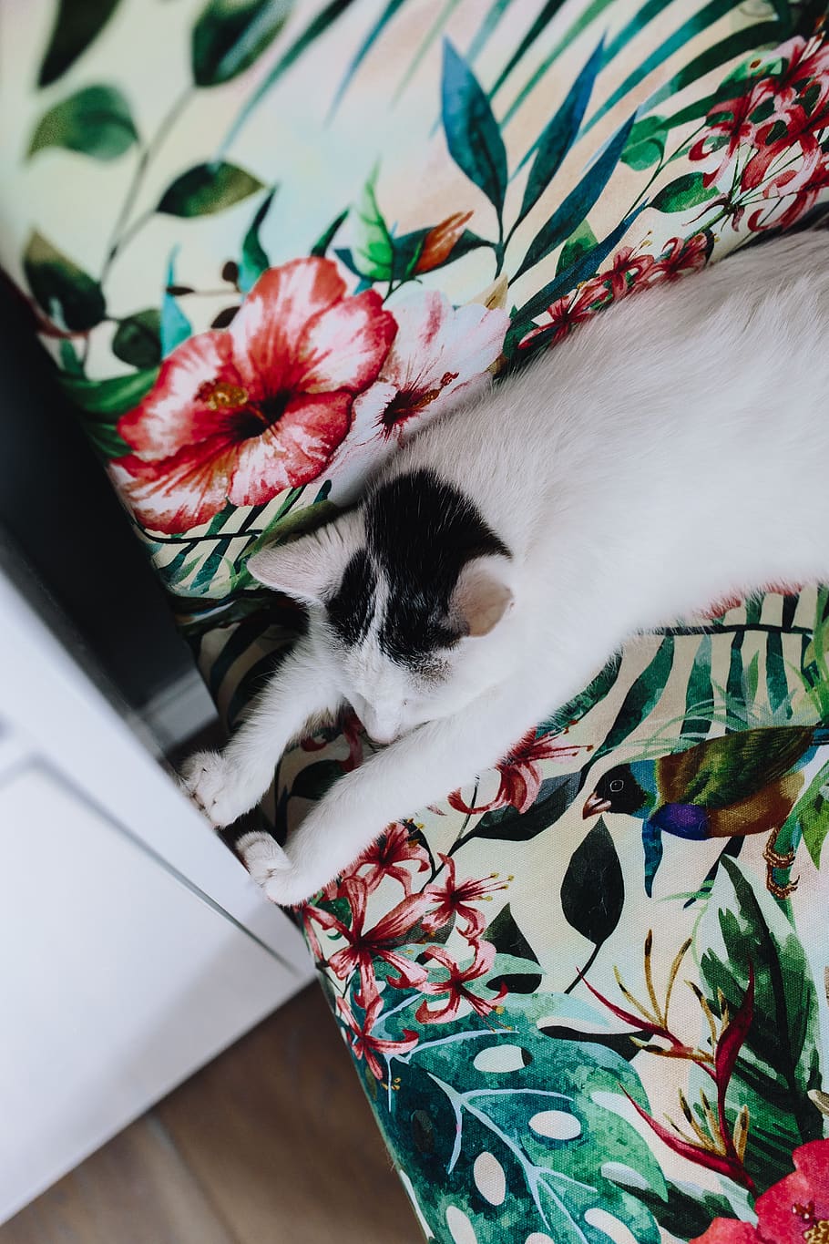 chair, relax, pet, animal, cute, cat, white cat, sleeping, sweet, nap