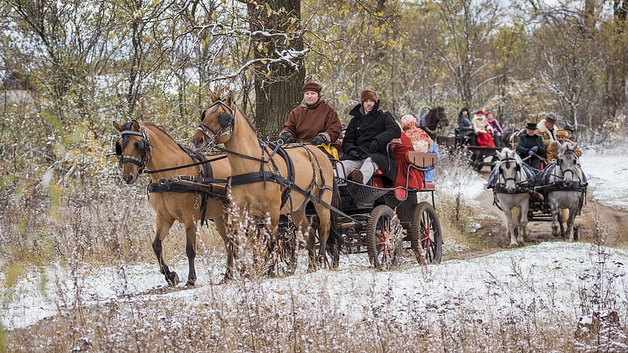 人々, 乗馬, 馬車, 木, ロシア, 文化, 森, 乗る, 冬, 雪