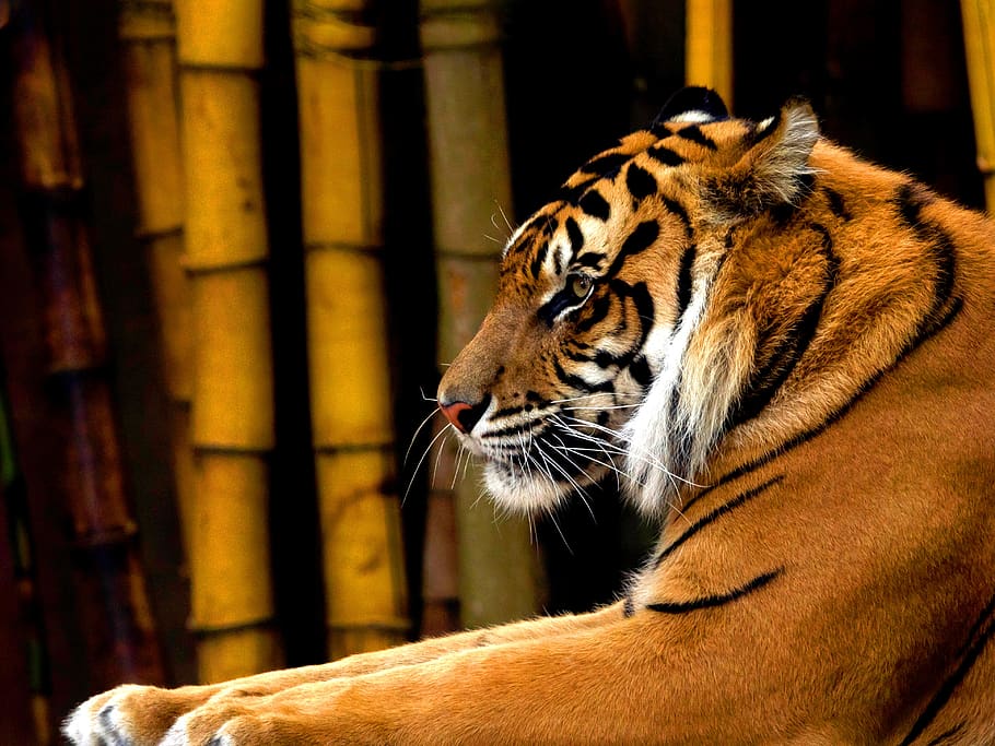 tiger, sumatran, asian, animal, predator, mammal, cat, wild, carnivore, feline