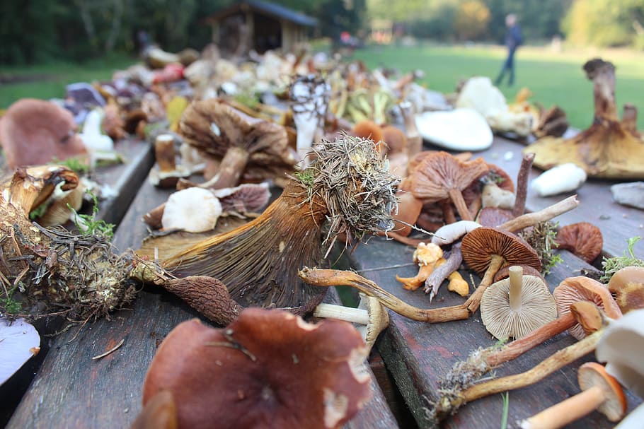 mushrooms, autumn, thanksgiving, the seasons change, forest floor, forest, denmark, autumn leaves, brown, karl johan
