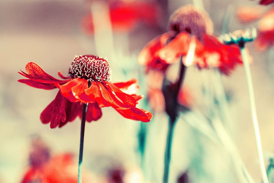 fotografi fokus, merah, bunga petaled, daun bunga, bunga, mekar, tanaman, taman, outdoor, blur