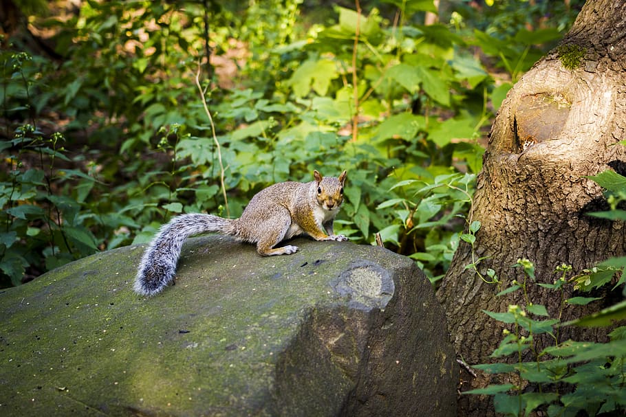 squirrel, stone, rock, new york, central park, nature, wildlife, mammals, outdoors, tree