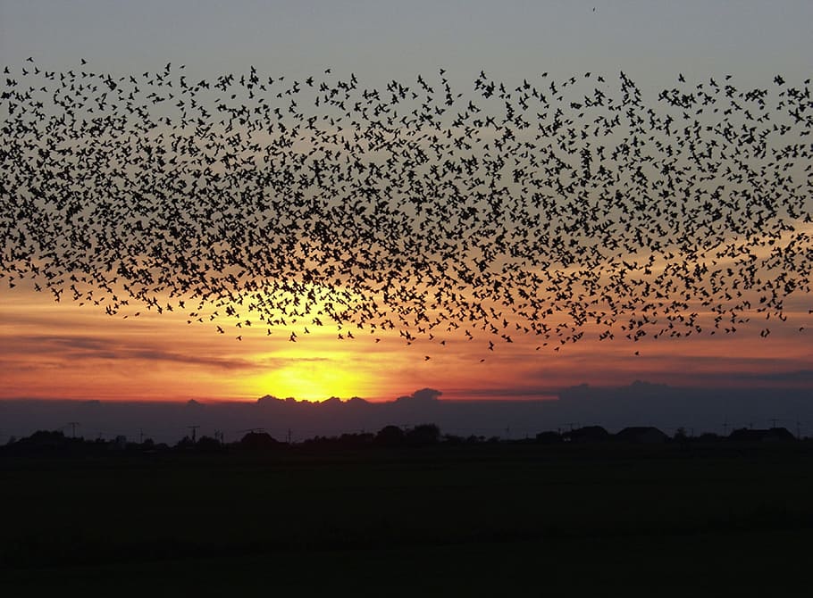 flock, birds, flying, sky, golden, hour, flock of birds, golden hour, sunset, blackbirds