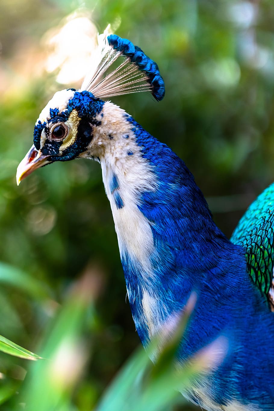 pavo real, colorido, pájaro, plumaje, iridiscente, animal, verde, zoológico, vivir, hermosa